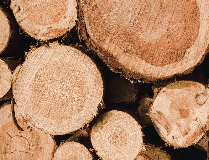 Tartak – Źródło Doskonałego Materiału Drzewnego: Twórz Z Zapałem i Trwałością.